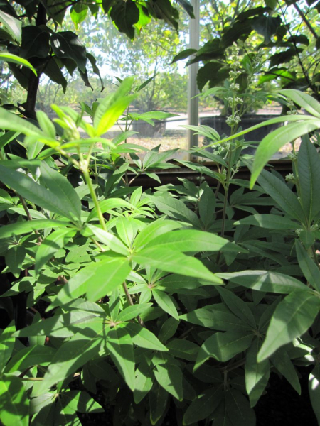 Vitex agnus castus latifolia 2